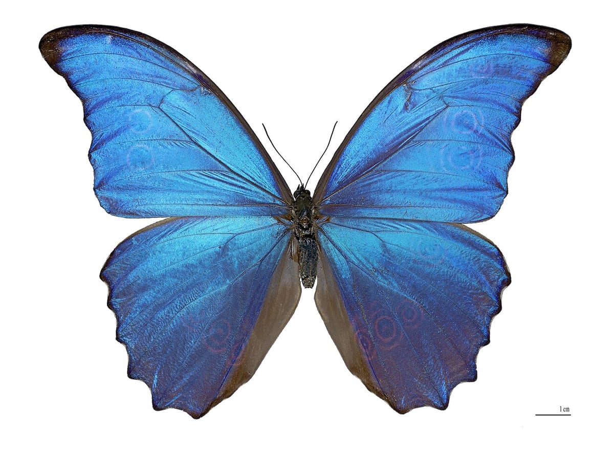 Morpho didius specimen (natural history) by Didier Descouens — CC-BY-SA via smithsonian