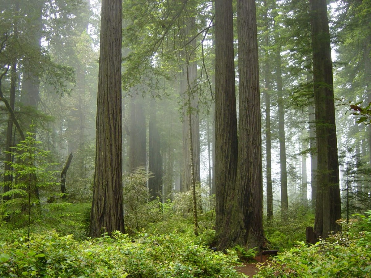 Redwood National Park, fog in the forest by National Park Service — PUBLIC DOMAIN via wikimedia